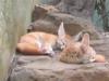 2004-03-15-Woodland-Park-Zoo