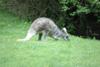 2008-06-15-Woodland-Park-Zoo