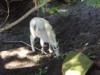 2009-07-28-Oregon-State-Zoo