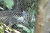 2009-09-01-Woodland-Park-Zoo