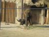 2010-01-15-Hoggle-Zoo