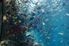 2010-07-15-California-Academy-of-Science
