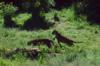2013-06-07-Point-Defiance-Zoo-and-Aquarium