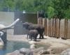 2013-07-21-Hoggle-Zoo