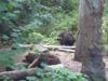 2013-09-21-Northwest-Trek