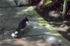 2014-04-10-San-Diego-Zoo