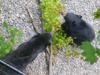 2014-07-19-Oregon-State-Zoo