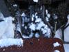 2014-12-24-Hoggle-Zoo