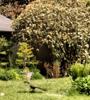 2015-05-09-Woodland-Park-Zoo