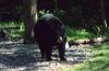 2015-07-04-Oregon-State-Zoo