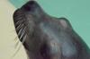 2017-03-25-Sea-World