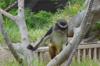 2017-03-26-San-Diego-Zoo